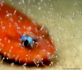   Title Moment Birth Name species Apogon imberbis. imberbis  
